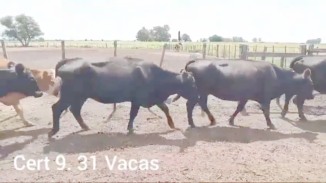 Lote VACAS