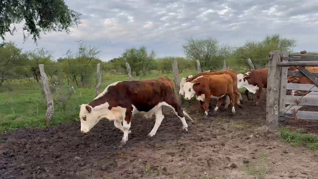 Lote 111 Novillitos