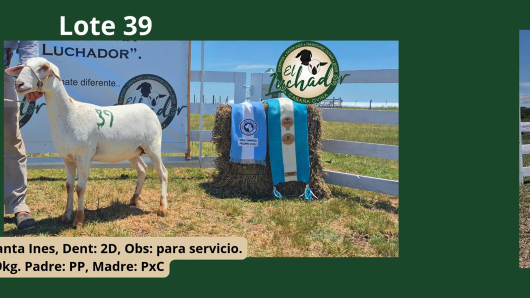 Lote PxC