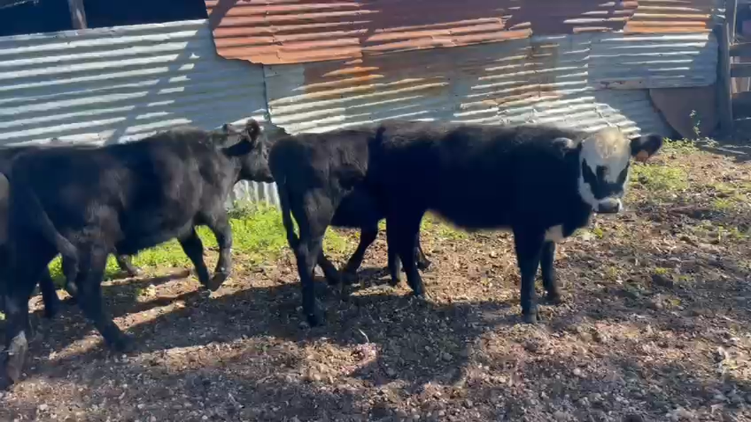 Lote 7 Terneras A.ANGUS a remate en Pantalla - Luis Zaldua 150kg -  en HIPODROMO SALTO