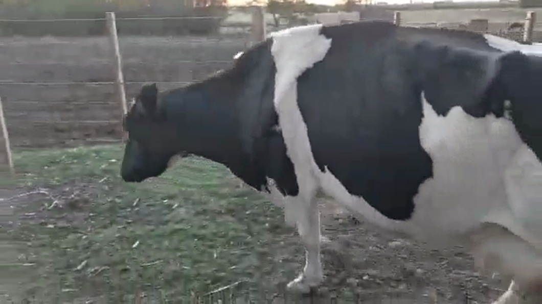 Lote Vacas de Invernada Holando a remate en Pantalla Camy en Libertad