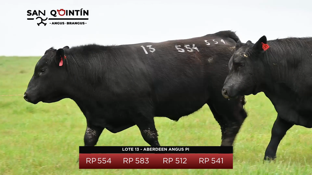 Lote Aberdeen Angus PI