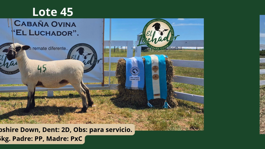 Lote PxC