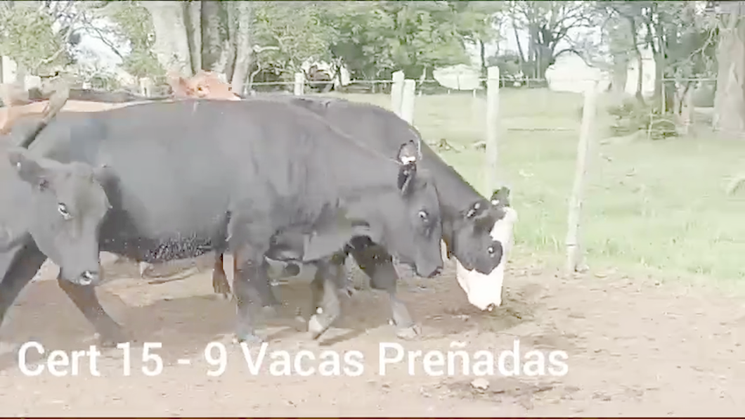 Lote VACAS PREÑADAS