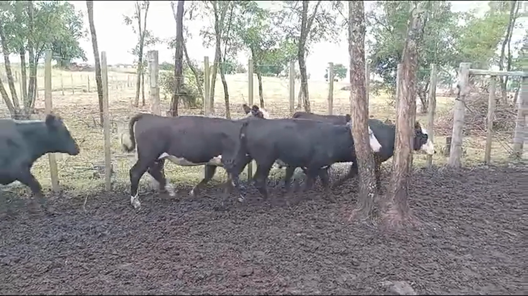 Lote 9 Terneras ANGUS/ CRUZAS a remate en #42 Pantalla Carmelo  195kg -  en COLONIA SUIZA