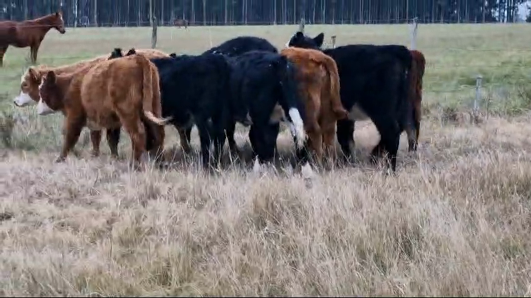 Lote 8 Terneras Angus y Hereford a remate en Pantalla Camy  en A 5 Km de San Jose