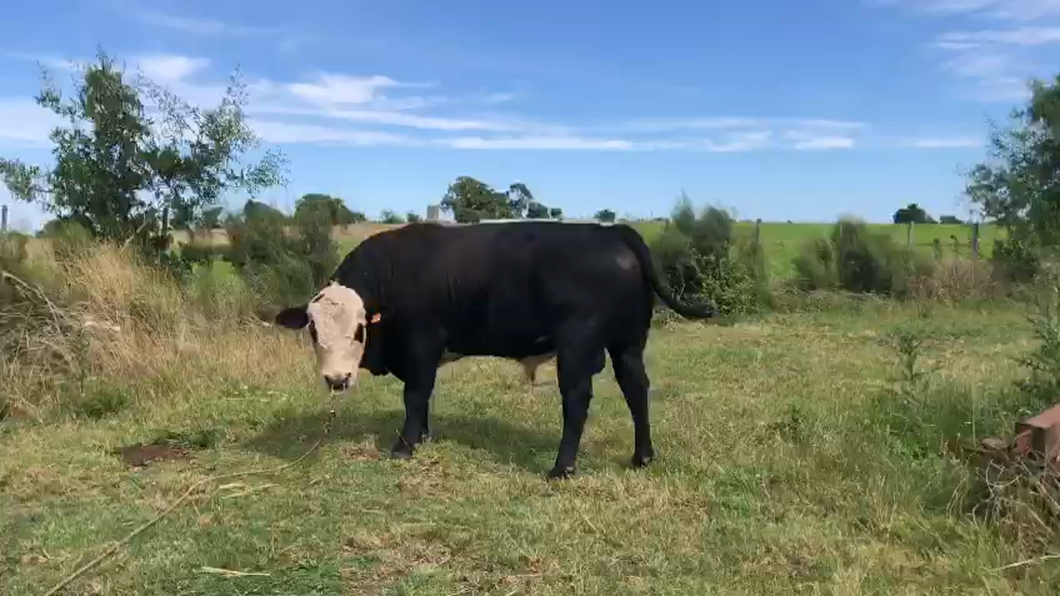 Lote Toros Gordo a remate en Ultima Pantalla del Año - Escritorio Camy 600kg -  en E Gonzalez