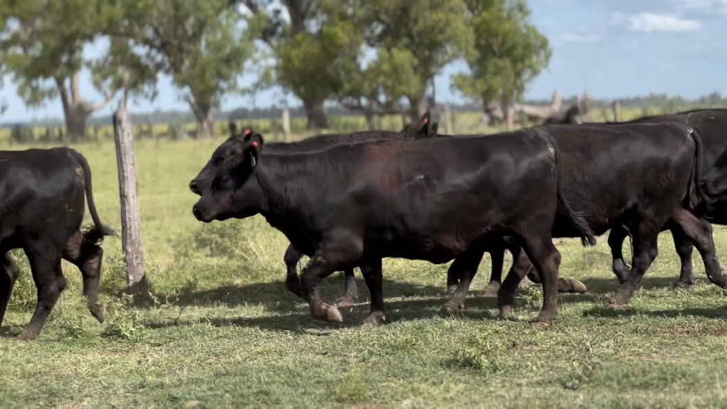 Lote 10 Vacas nuevas Preñadas