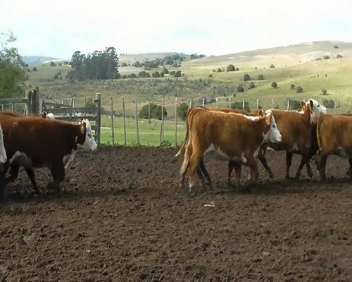 Lote 15 Vaquillonas 1 a 2 años HEREFORD... a remate en EXPO NACIONAL HEREFORD 300kg - , Lavalleja