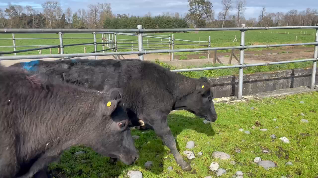 Lote 15 Vaquilla Preñada en Purranque, X Región Los Lagos