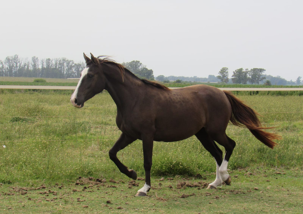 Lote Dulcinea Don Miguel