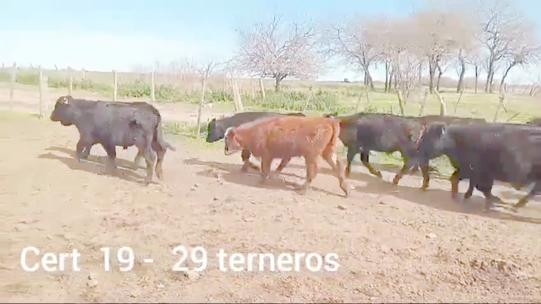 Lote TERNEROS