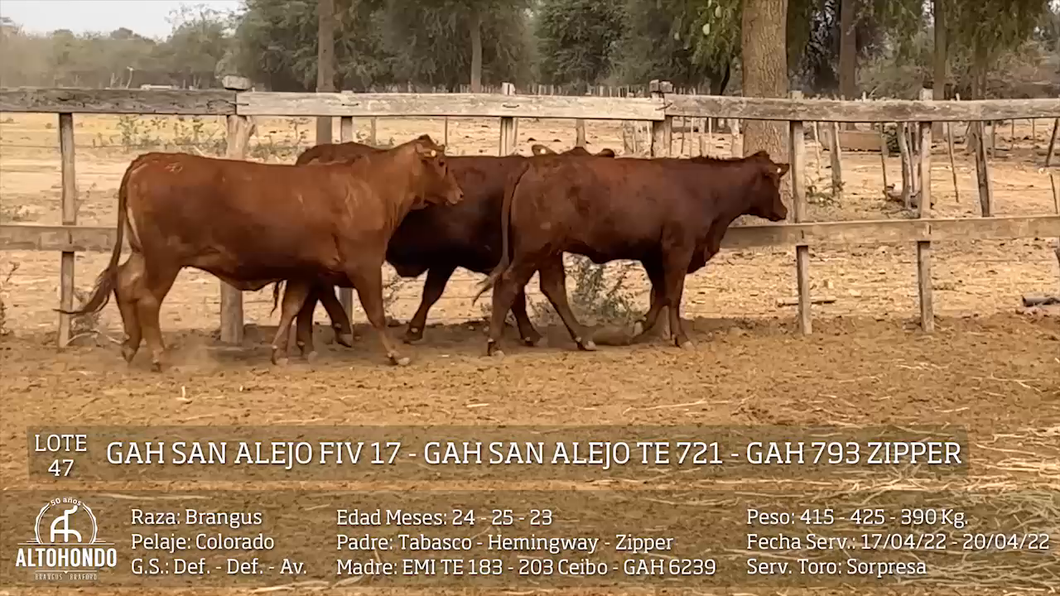 Lote LOTE 47