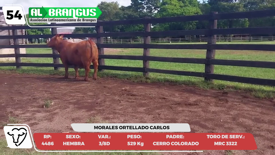 Lote LOTE 54 -CAMPO