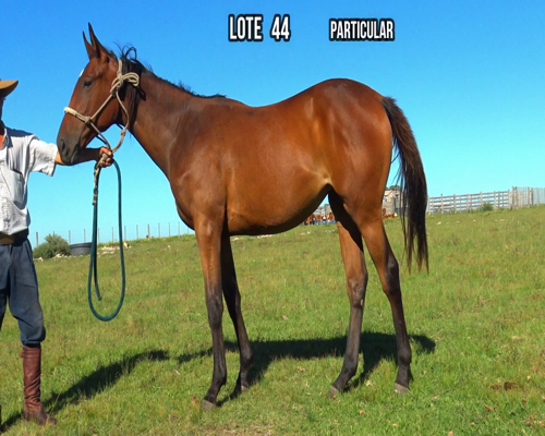 Lote LA SIMPATICA
