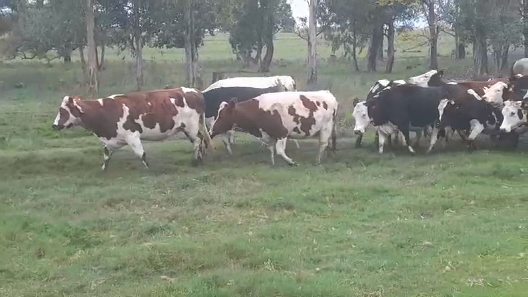 Lote 20 Vacas preñadas SUECO ROJO/ NORMANDO a remate en #44 Pantalla Carmelo en SAN JAVIER