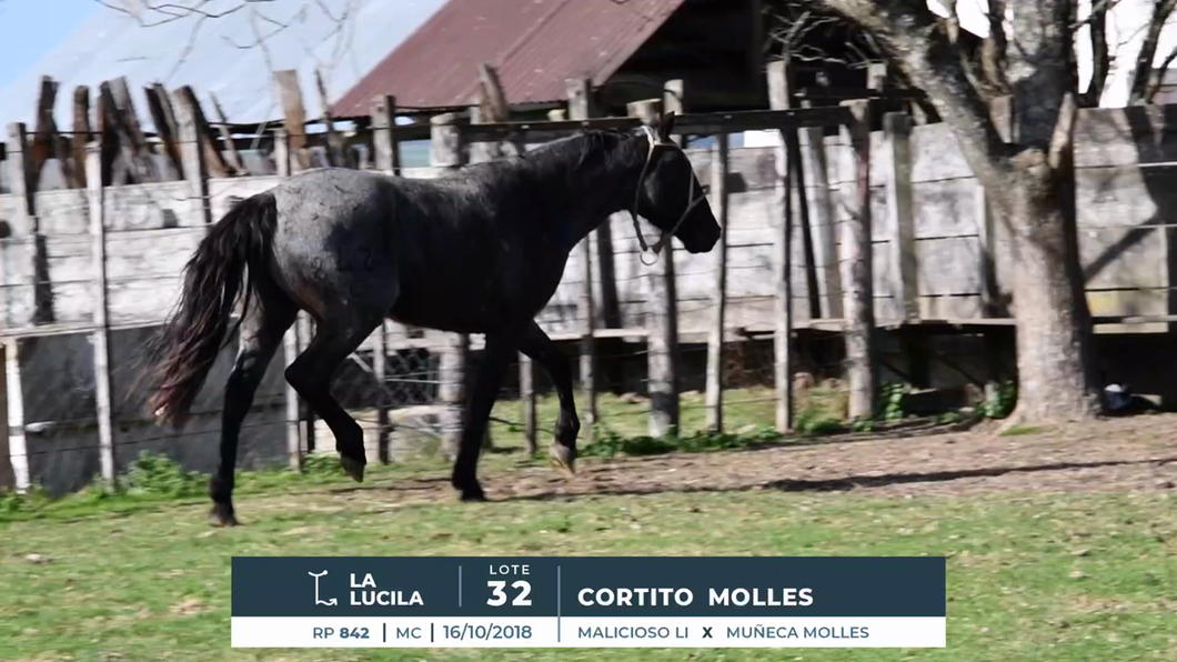 Lote CORTITO MOLLES