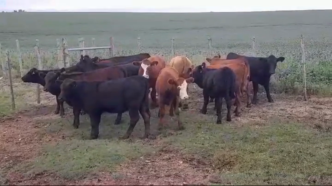 Lote (Vendido)14 Terneras ANGUS/ HEREFORD a remate en #43 Pantalla Carmelo  185kg -  en EL CHILENO