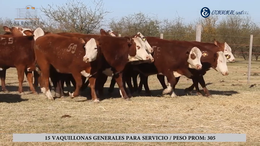 Lote Vaquillas Braford Generales para Servicio (Aptas Reproductivas por Tacto Rectal)