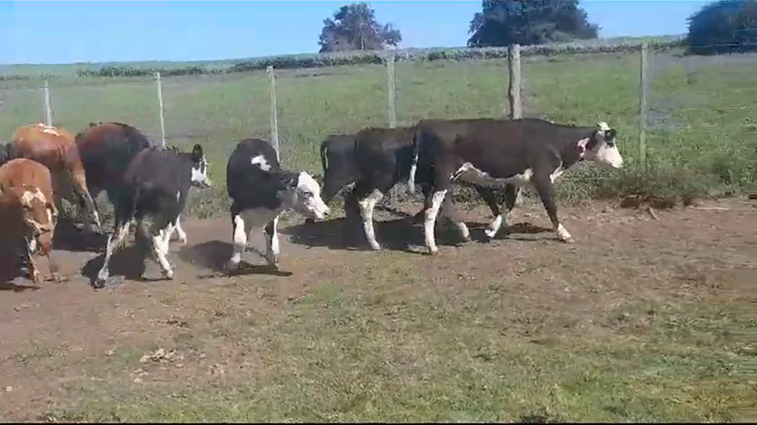 Lote (Vendido)9 Terneros y Terneras HEREFORD/ ANGUS a remate en #41 Pantalla Carmelo  145kg -  en PASO HOSPITAL