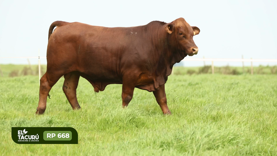 Lote Toros a remate en Subasta Virtual El Tacuru, Montevideo