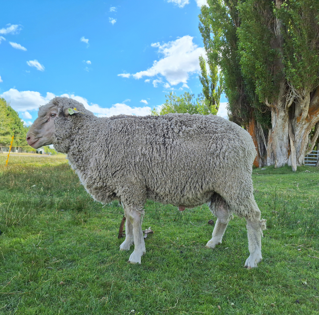 Lote Carnero TOP A, 21-1400