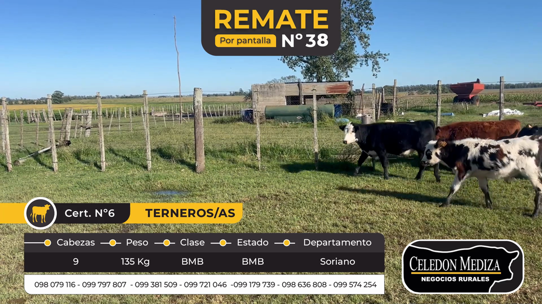 Lote 9 Terneros y Terneras en Soriano