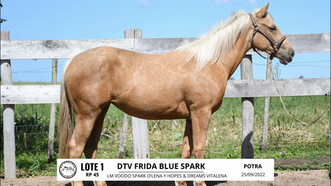 Lote DTV FRIDA BLUE SPARK