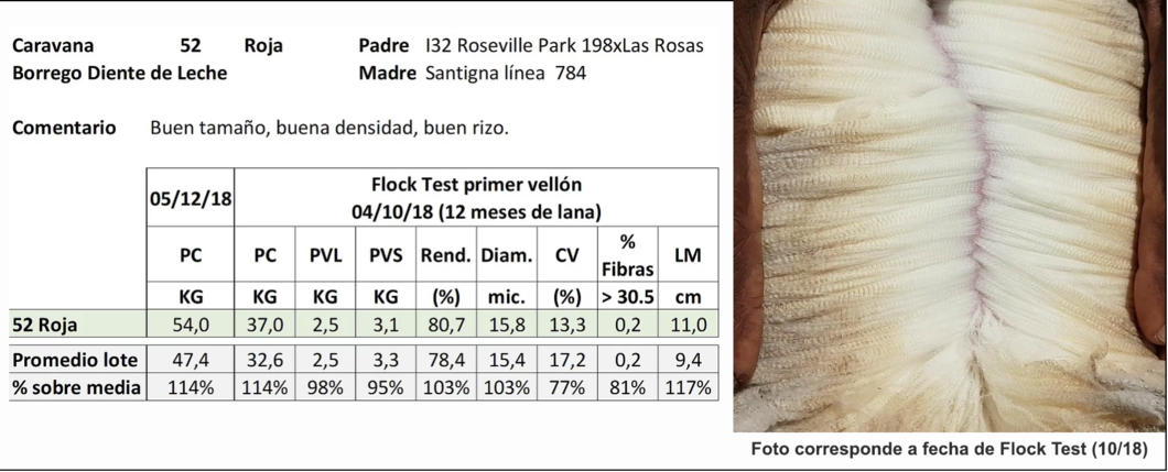 Lote Caravana 52