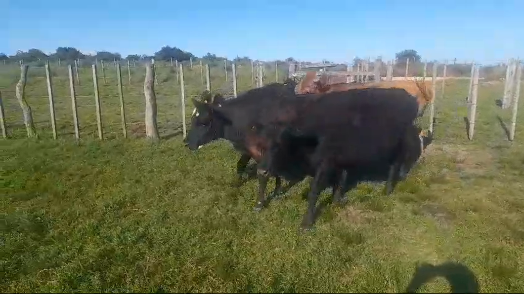 Lote 6 Vacas preñadas a remate en #50 Pantalla Carmelo en PASO HOSPITAL