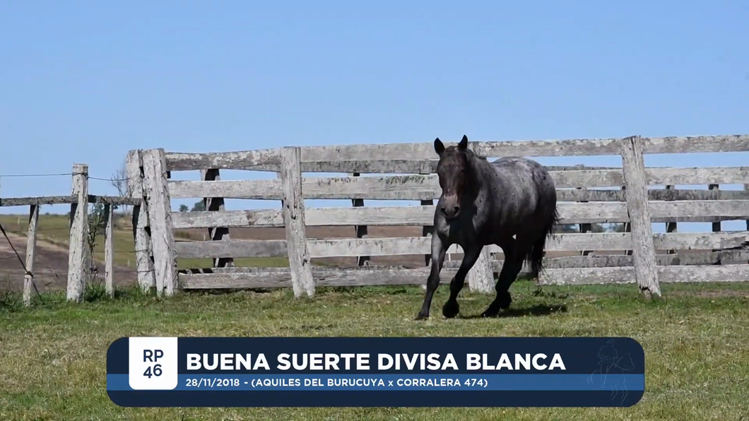 Lote BUENA SUERTE DIVISA BLANCA