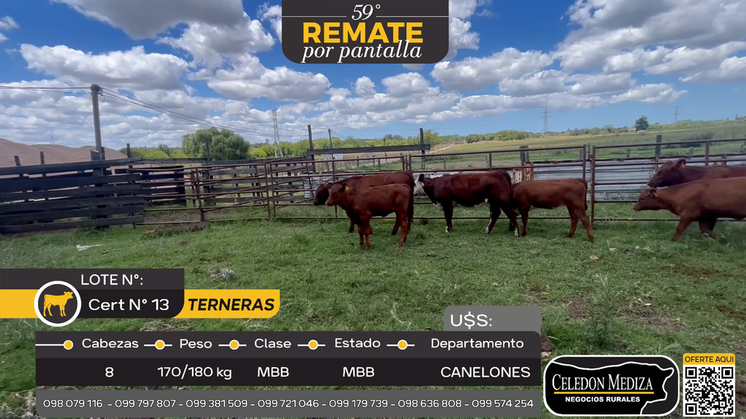 Lote 8 Terneras en Canelón Chico, Canelones