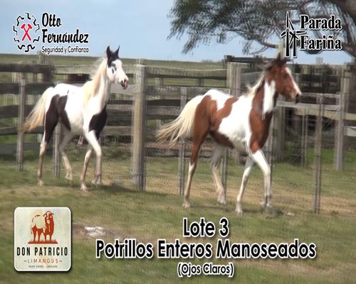 Lote Padrillo Manoseado