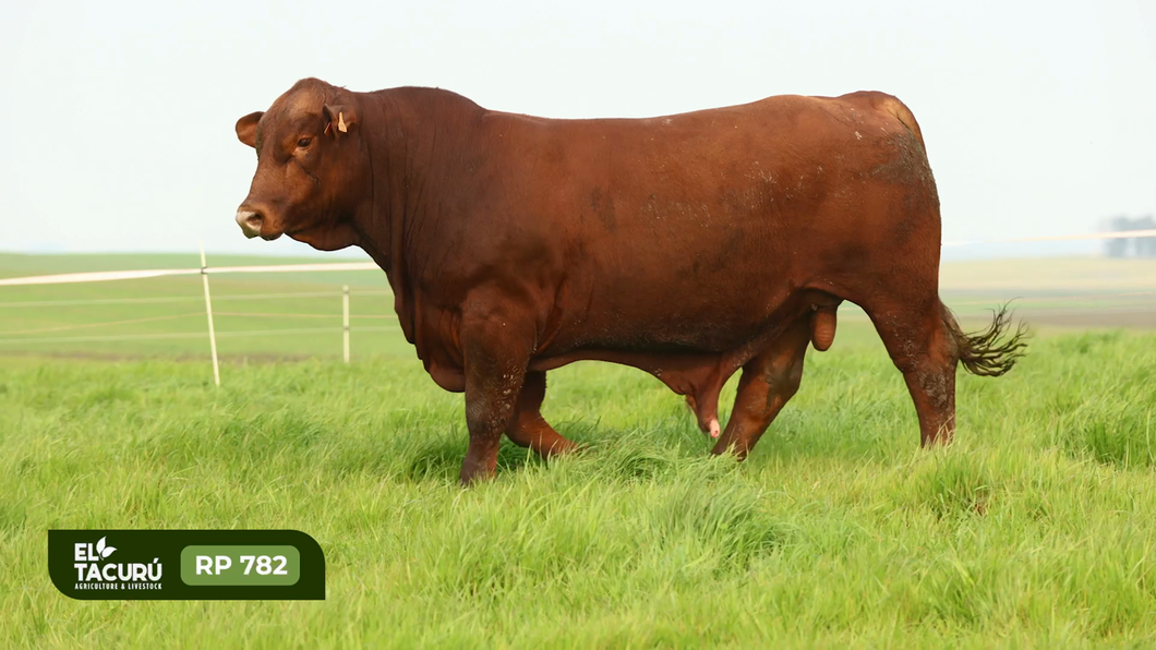 Lote Toros a remate en Subasta Virtual El Tacuru, Montevideo