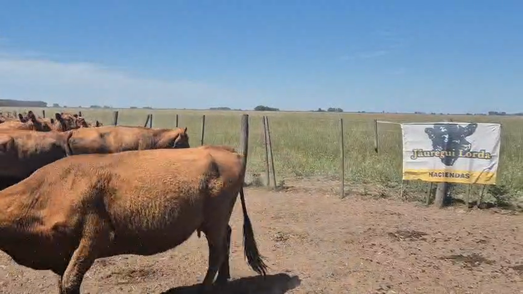 Lote 40 AL CTE USADAS