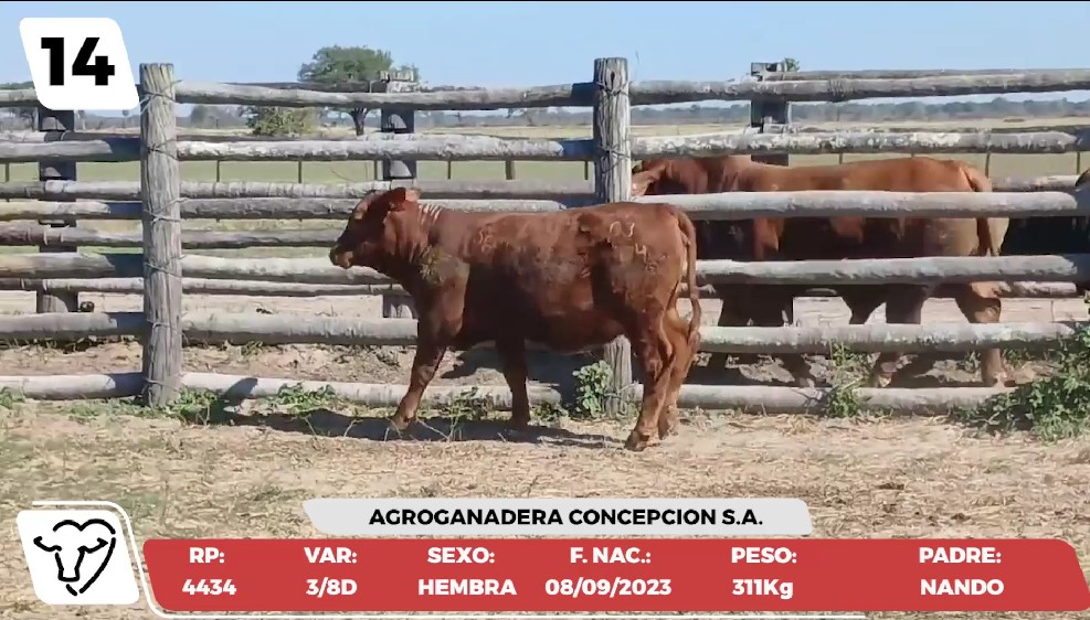 Lote LOTE 14