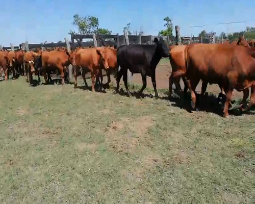 Lote 215 Novillitos en Villaguay, Entre Ríos