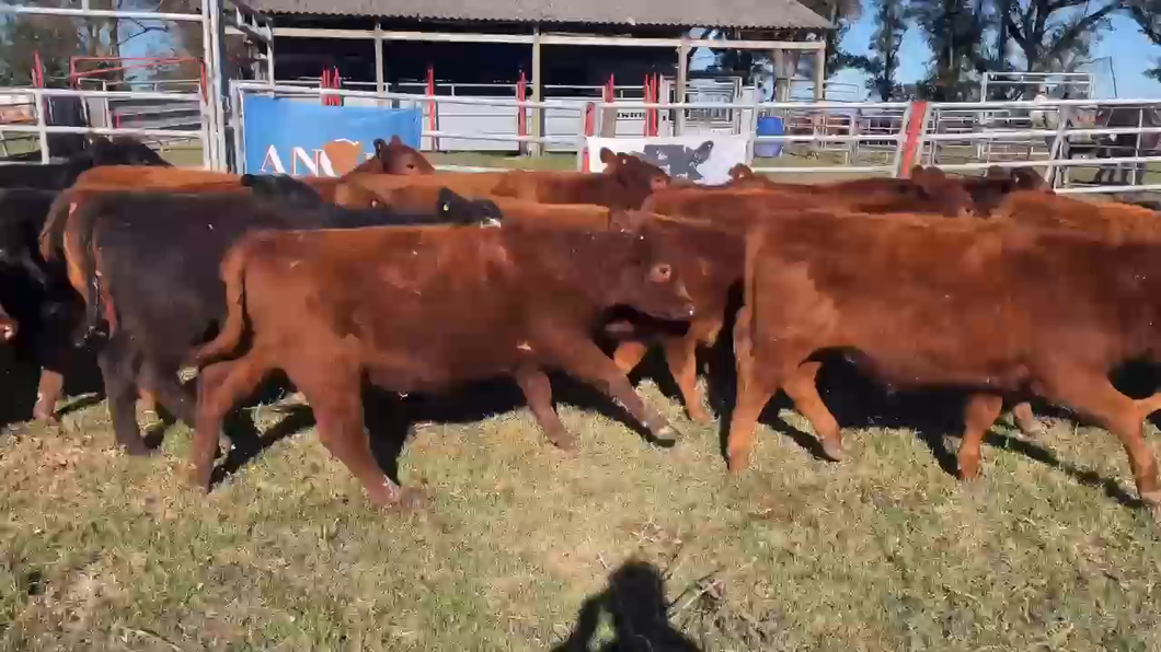 Lote 42 Terneros/as en Gral. Paz, Buenos Aires