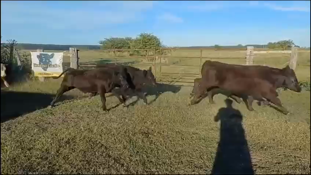 Lote 60 Terneros en Concordia, Entre Ríos