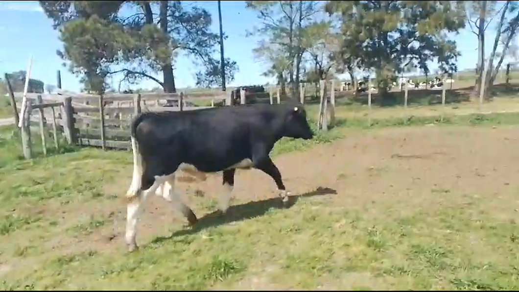 Lote Toros Holando a remate en Remate por pantalla de la Exposición de San José en Bañado