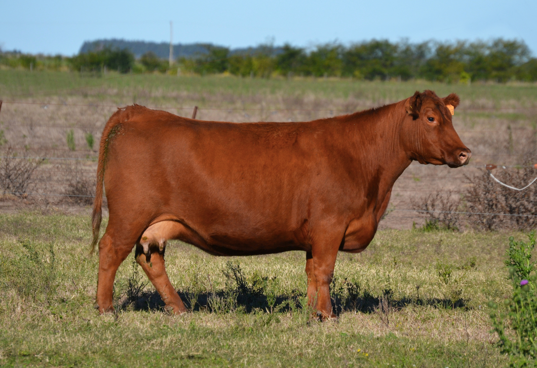 Lote EMBRIONES G710 Milagrosa con Paine