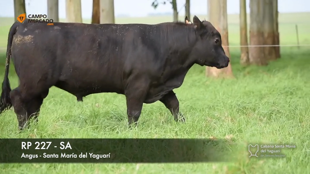 Lote (Vendido)Toros AA 2 AÑOS SA a remate en Subasta Santa Maria del Yaguari, Tacuarembó