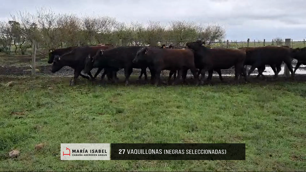 Lote Lote 23 - Vaquillonas