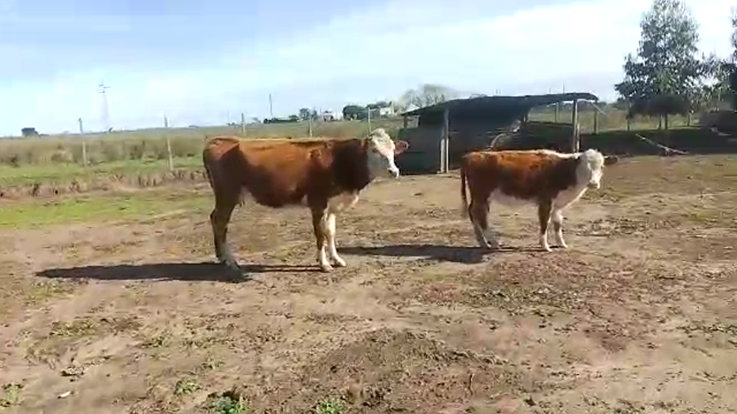 Lote 2 terneras hereford