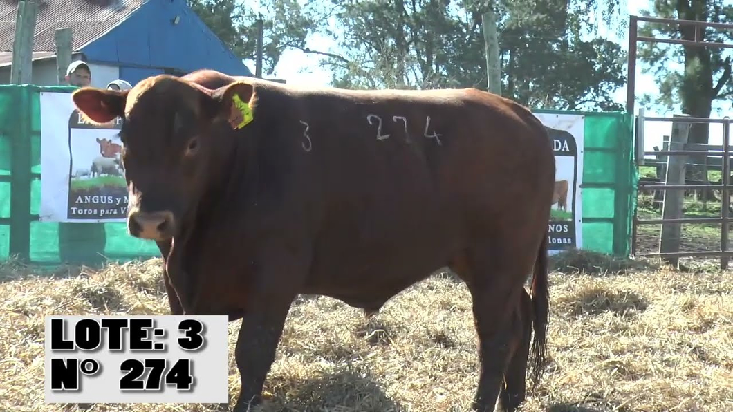 Lote 3 Toros a remate en Toros para Vaquillonas - La Empastada, Durazno