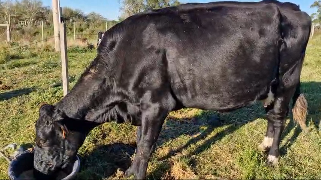 Lote Vacas de Invernada Holando a remate en Pantalla Camy  450kg -  en Pavon