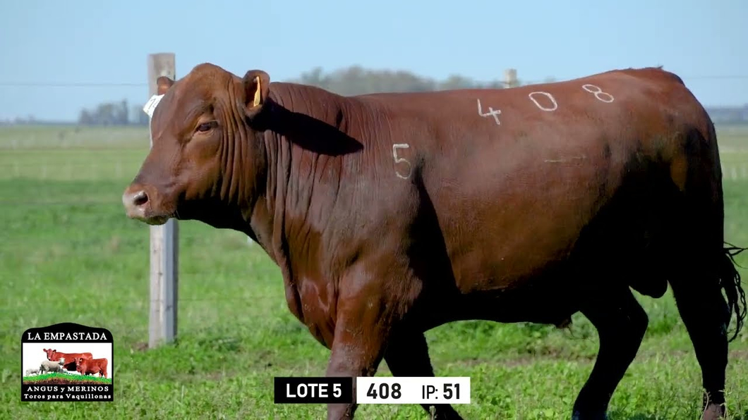 Lote Toros a remate en Toros para Vaquillonas - La Empastada, Durazno