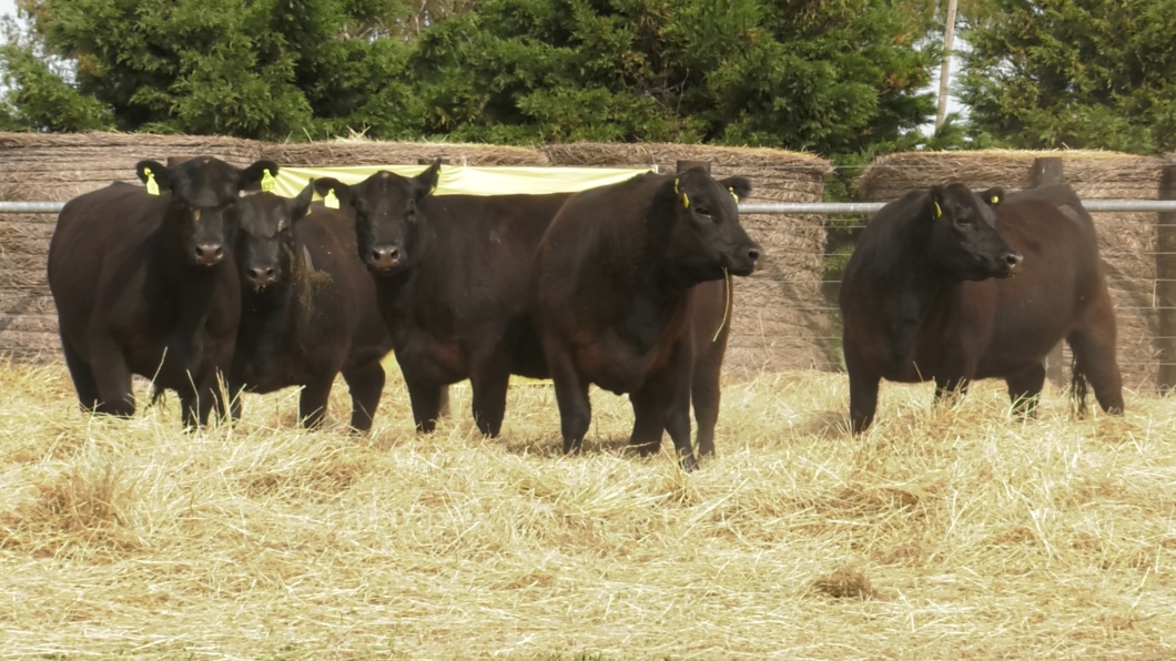 Lote VAQUILLONAS ANGUS PURO CONTROLADAS PARICION OTOÑO