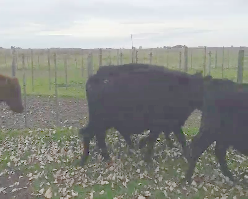 Lote 39 Vacas CUT preñadas en Rauch, Buenos Aires
