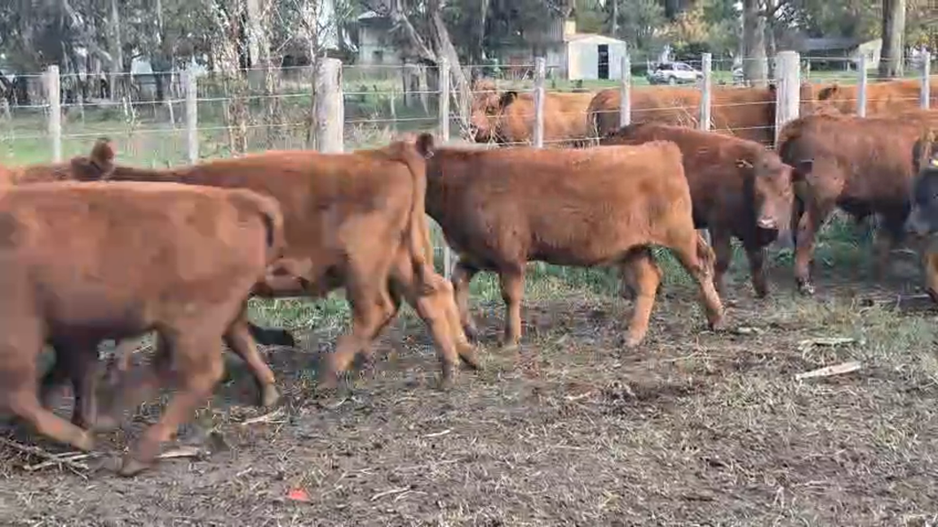 Lote 64 Terneros